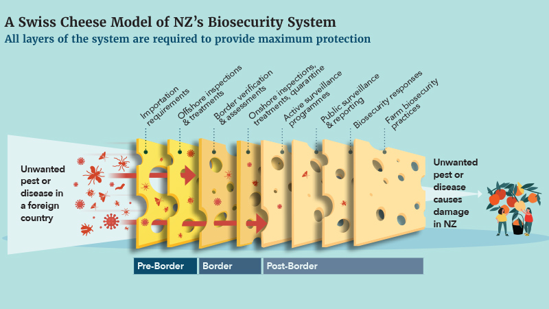 What MPI Biosecurity Actually Checks - acorn movers - dubai